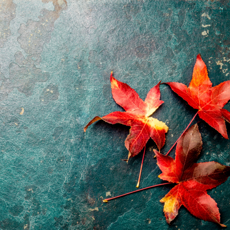 vivi & vela autumn equinox inspiration - red and orange leaves on a teal background
