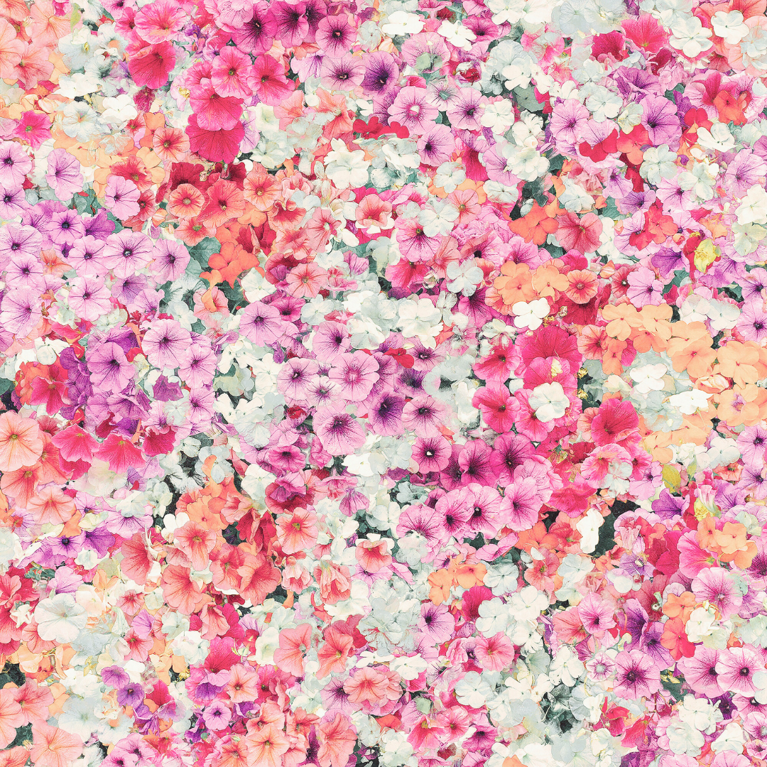 vivi & vela bloom inspiration - vibrant floral collage with soft pink, white, and pastel tones