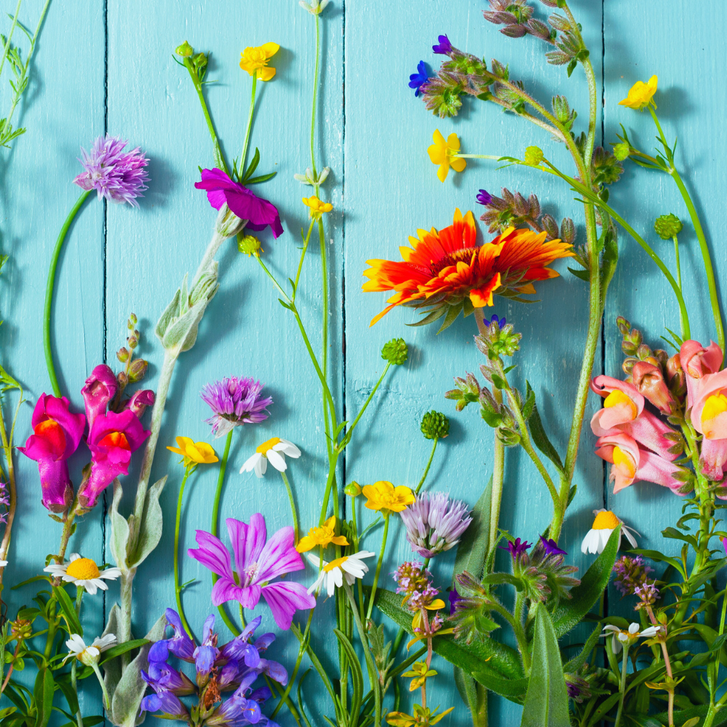 vivi & vela bloom inspiration - colorful garden flowers in full bloom against a bright sky