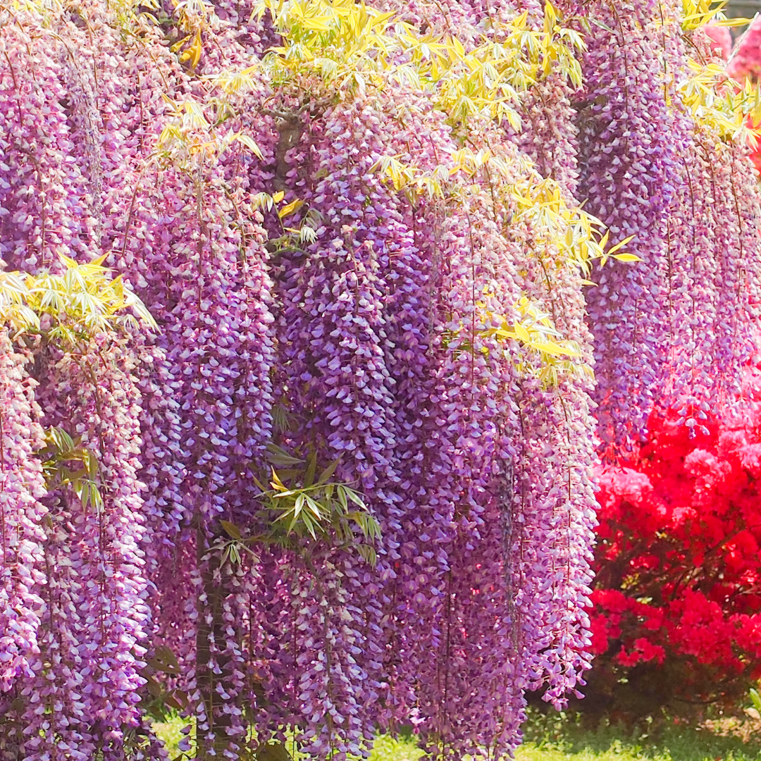 vivi & vela wisteria inspiration - cascading clusters of vibrant wisteria blossoms in soft pinks and purples