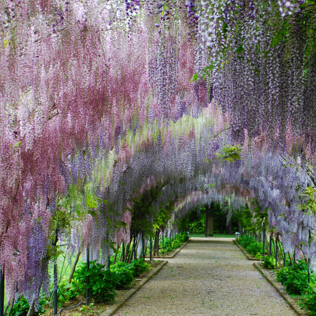 vivi & vela wisteria inspiration - tranquil pathway beneath a canopy of wisteria blossoms