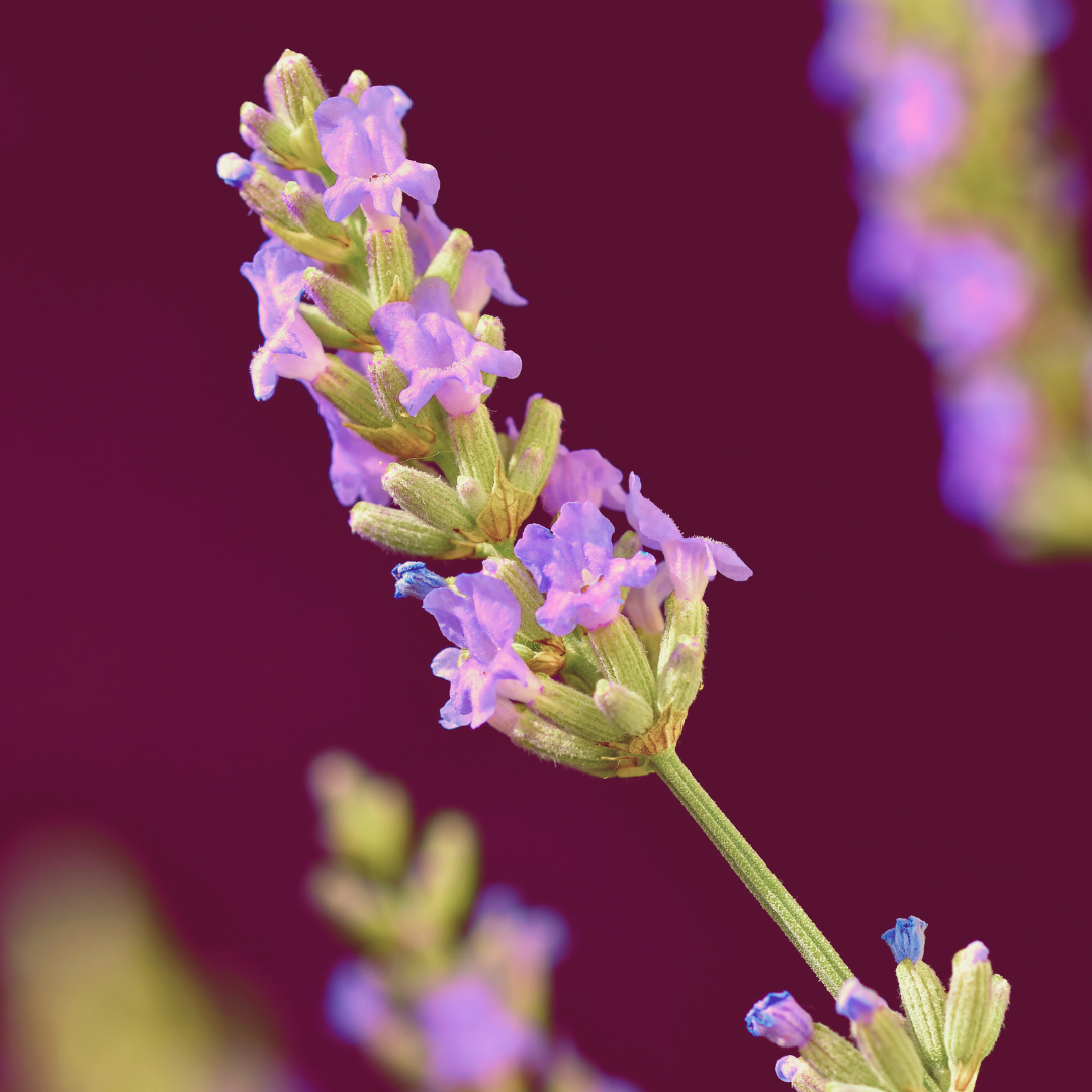 vivi & vela wisteria inspiration - close-up of delicate lavender blooms with vibrant green stems
